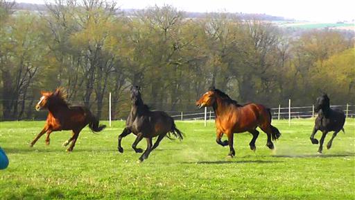 Pferdehof Bad Mergentheim Lucky Horse Ranch